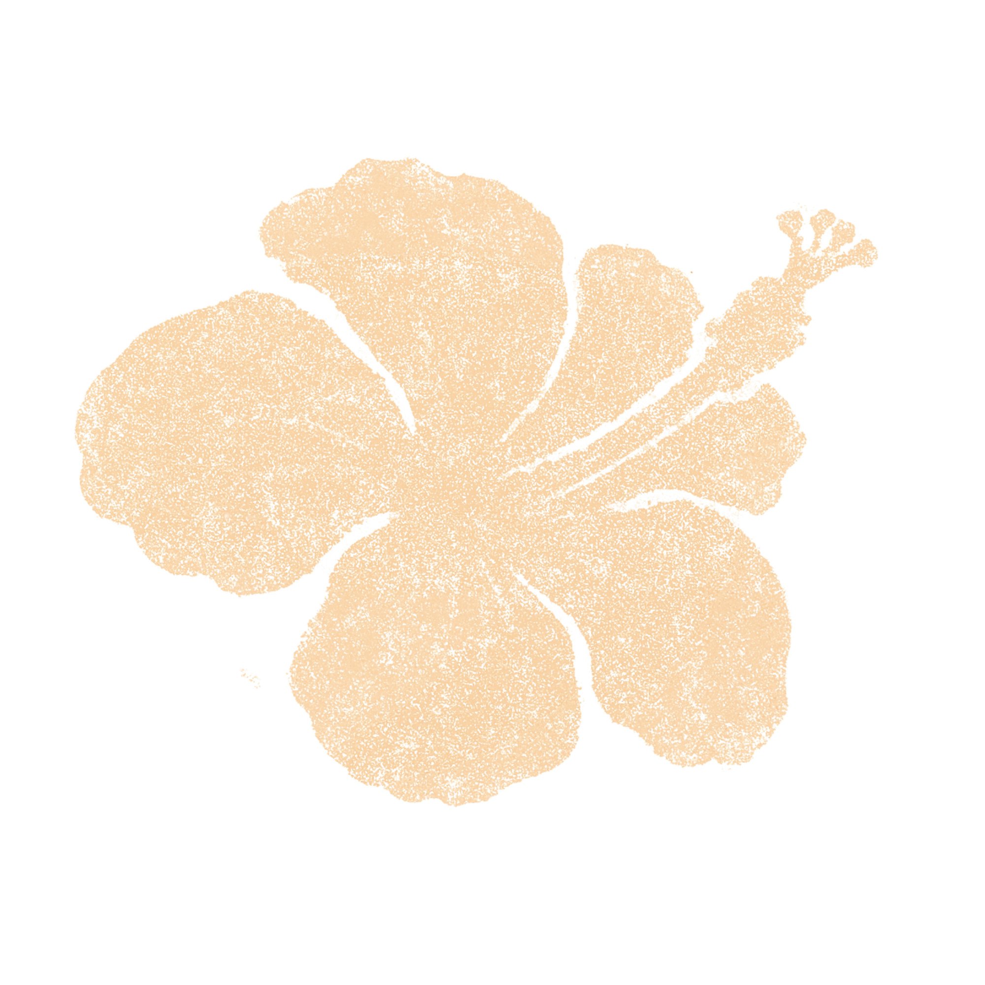 Hibiscus flower